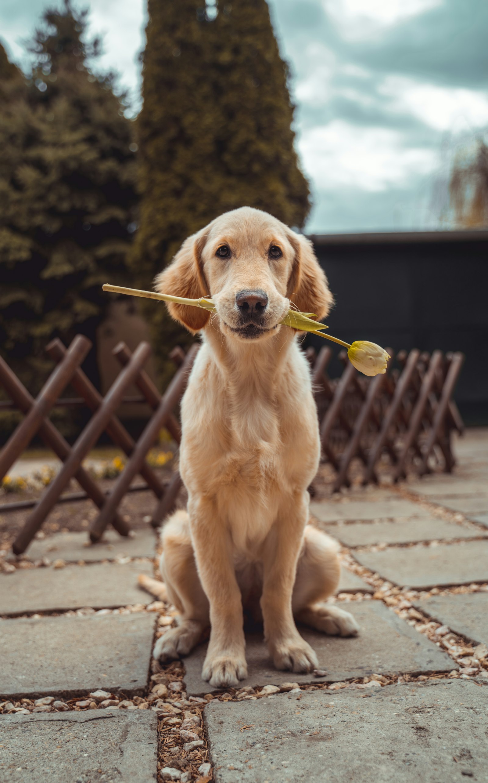 How Much Does Dog Grooming Cost? (2026): Real Prices by Breed, Size & Service — editorial photo