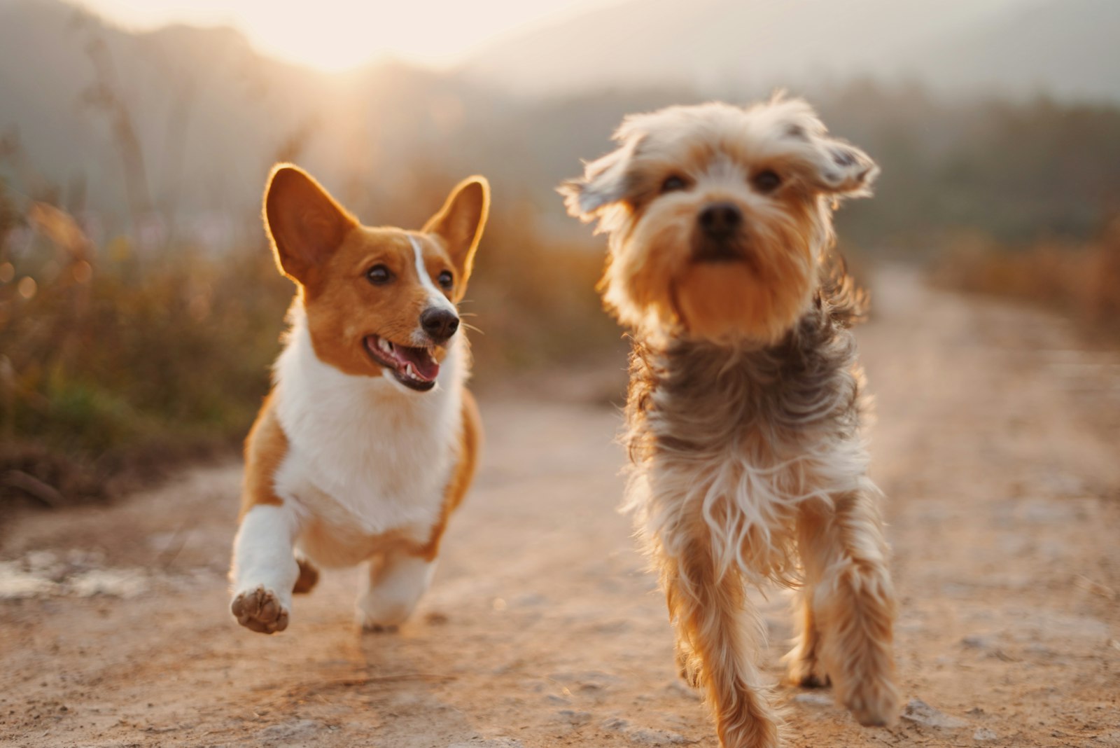 Dog Dental Cleaning Cost (2026): Real Prices by State, Size &amp; Procedure — editorial photo